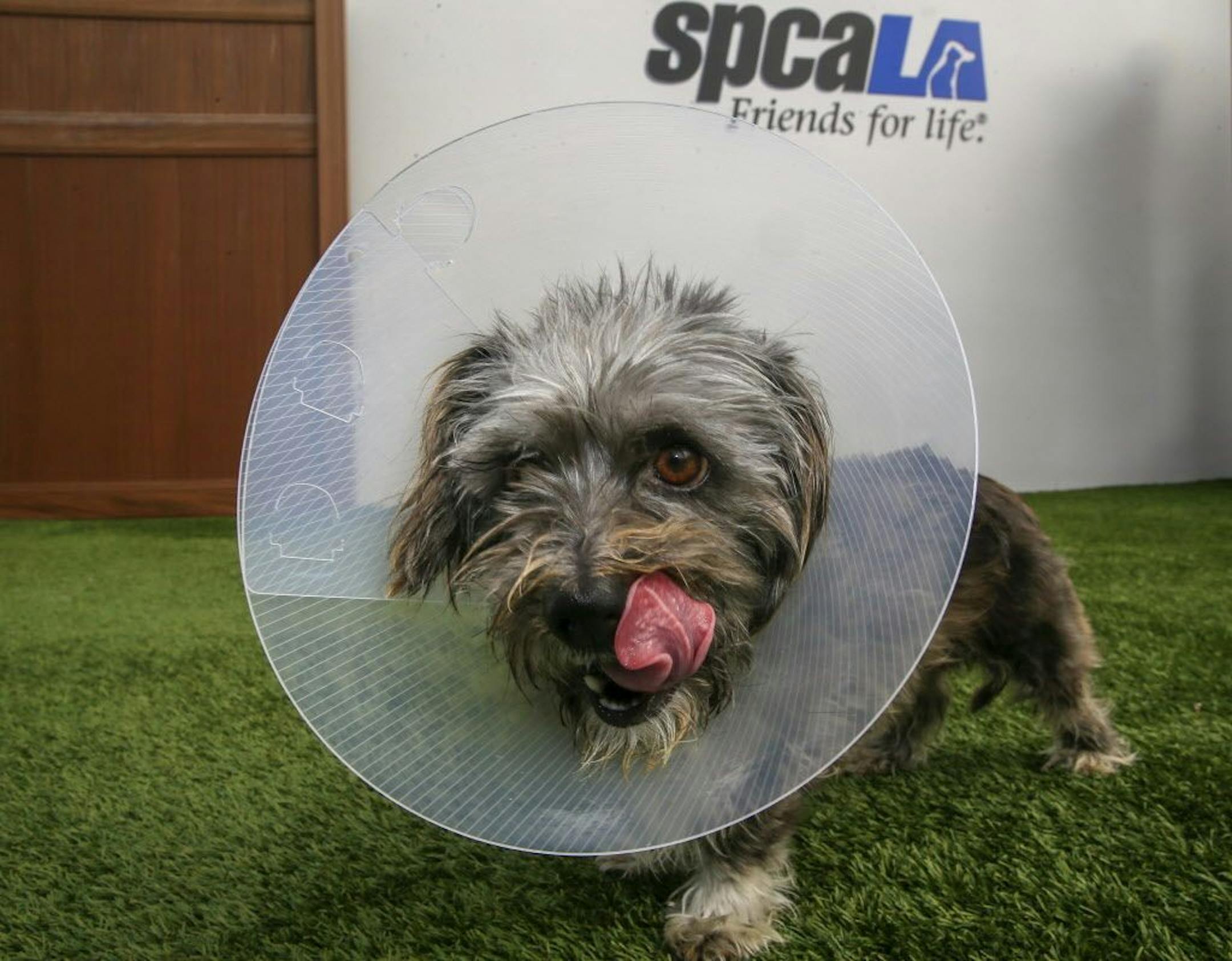 This Wednesday, March 2, 2016, photo, shows Puffin, a three-year-old Terrier mix female dog wearing a cone of shame device at the spcaLA South Bay Pet Adoption Center in Hawthorne, Calif.