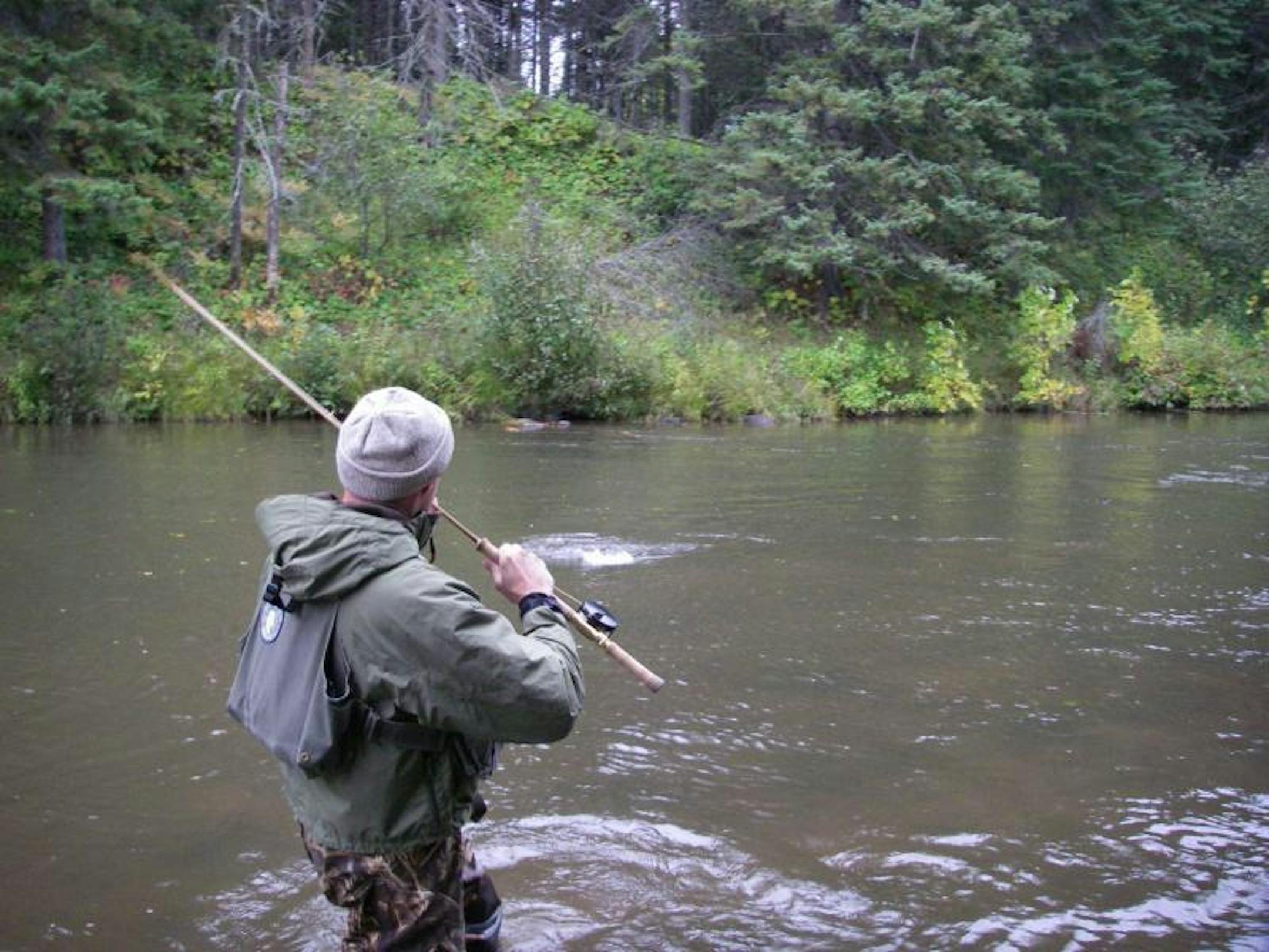 Steelhead on a switch rod.