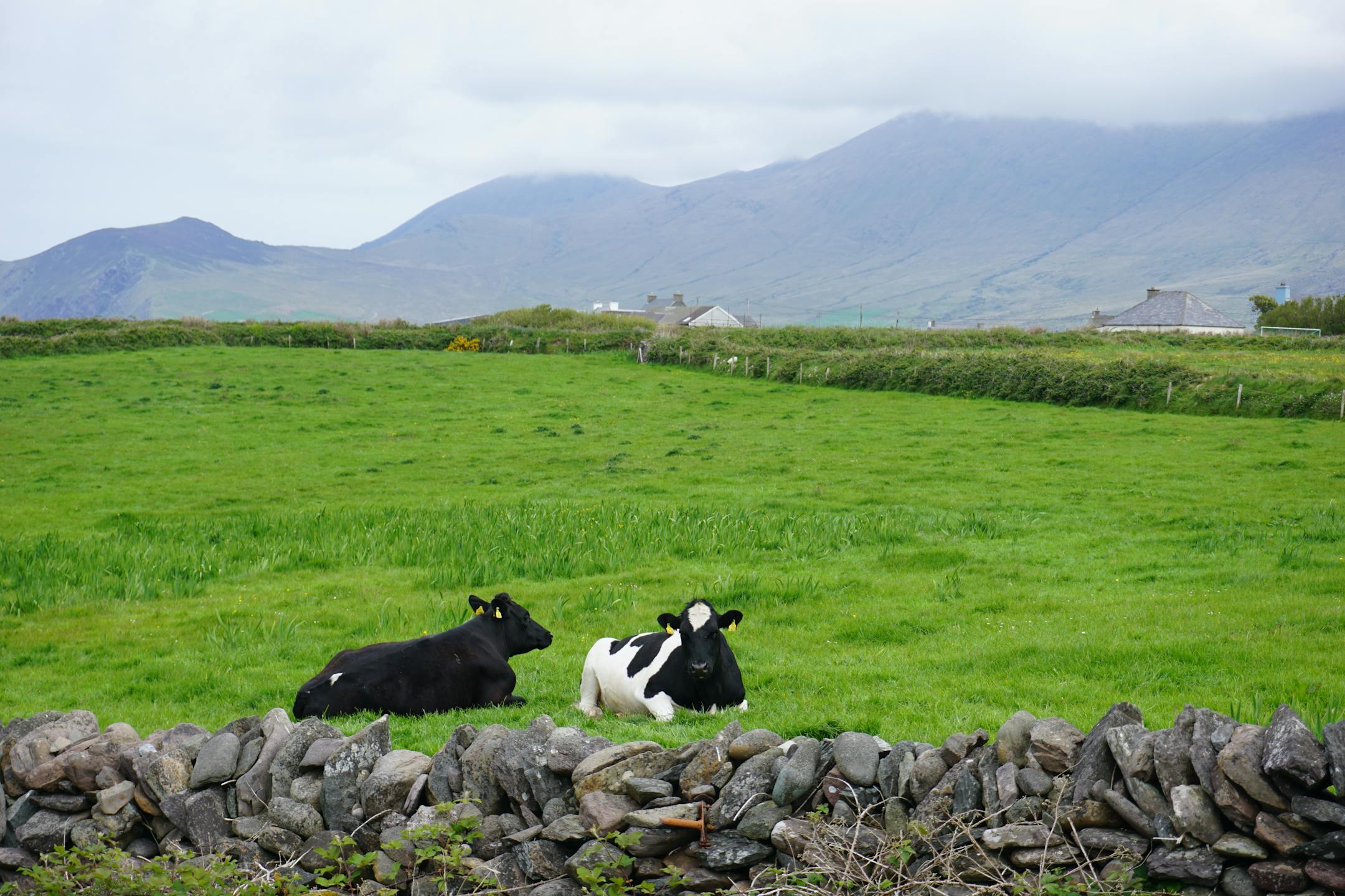Cows along the Dingle Way, with Mount Brandon looming in the background. Photo by Laurie Hertzel