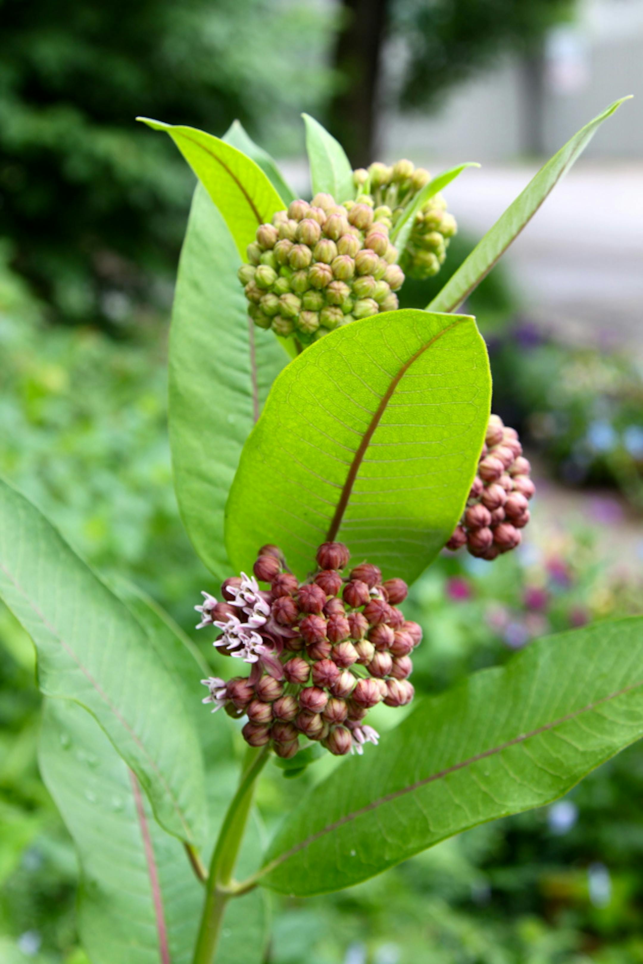 Pictured here, Asclepias syriaca. There's a suitable milkweed for every garden.