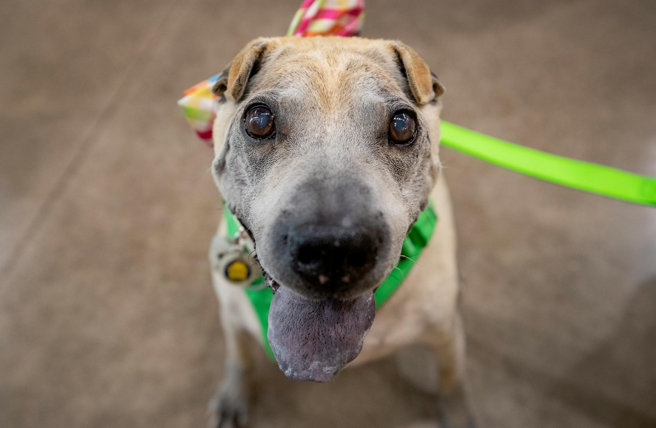 Otis, an 11 year old Chinese Shar Pei&nbsp;waited for a treat with owner Dawn Osendorf-Hendricks at Chuck &amp; Don's Pet Food &amp; Supplies in Plymouth on National Dog Day.