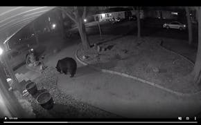 Judy Houseman’s surveillance camera captured this black bear walking through her St. Louis Park yard Sunday evening.