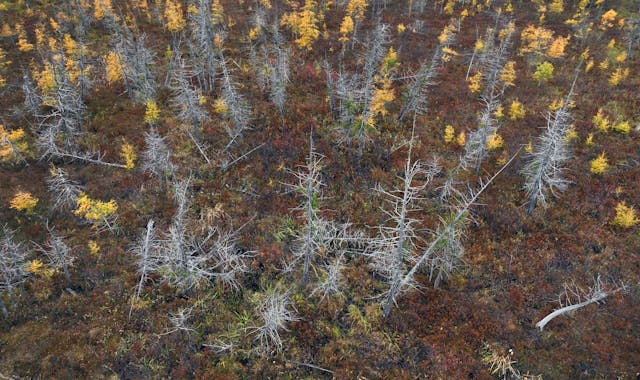 Tamarack trees are among the toughest things to ever grow in Minnesota. But now the eastern larch beetle is threatening their survival.