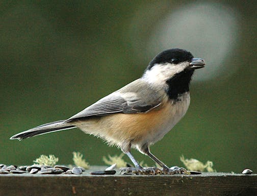 A black-capped chickadee has a seed in its beak.