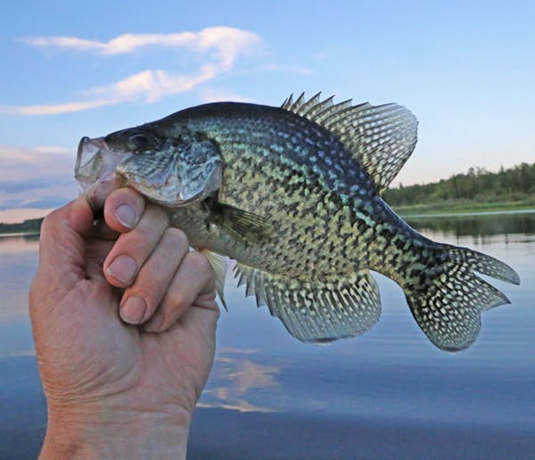 An 11-inch crappie is a prize to behold and fun to catch for novice and experienced anglers alike. ORG XMIT: MIN1607171835281997