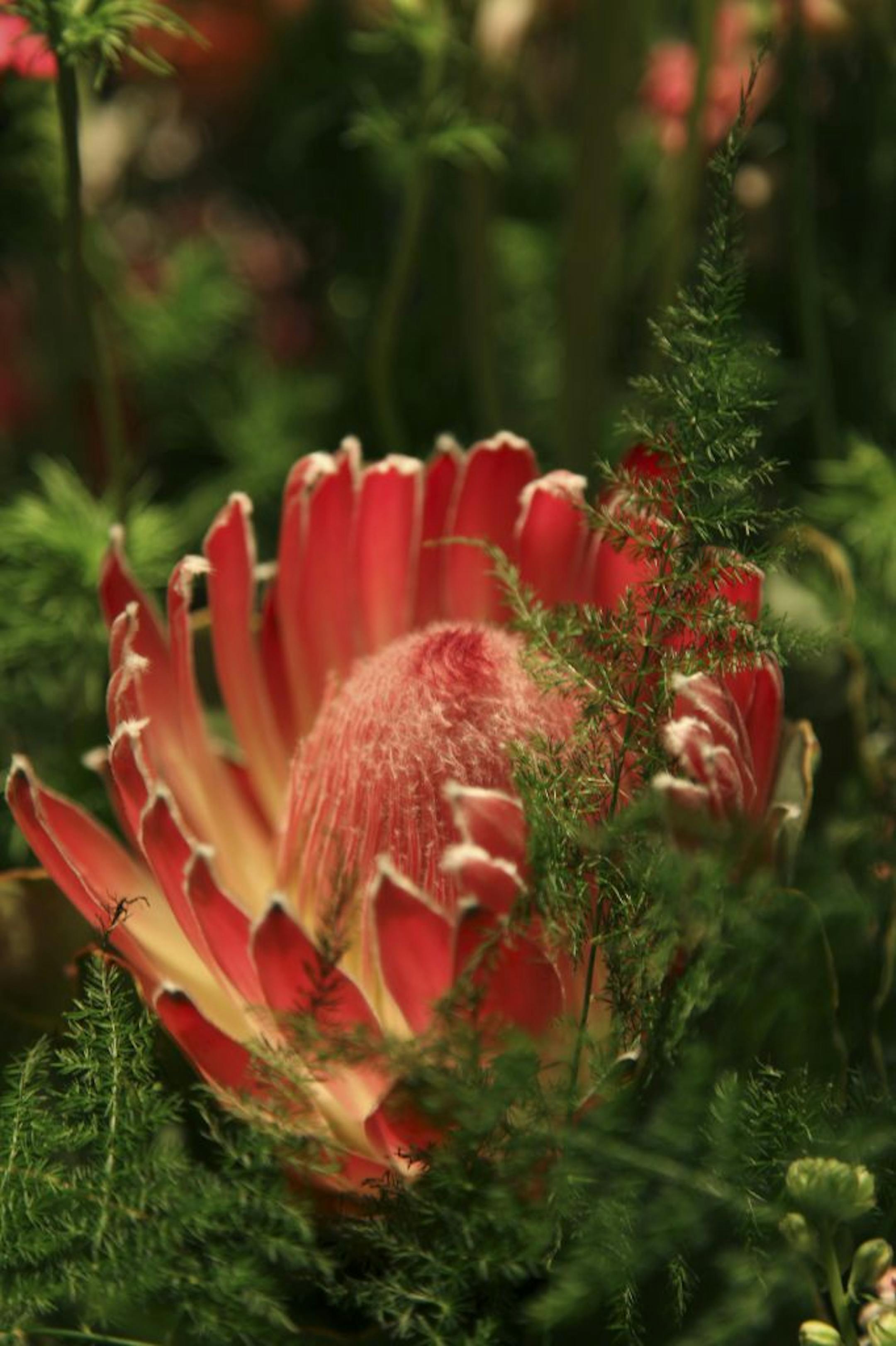 Macy's Flower Show, 2011