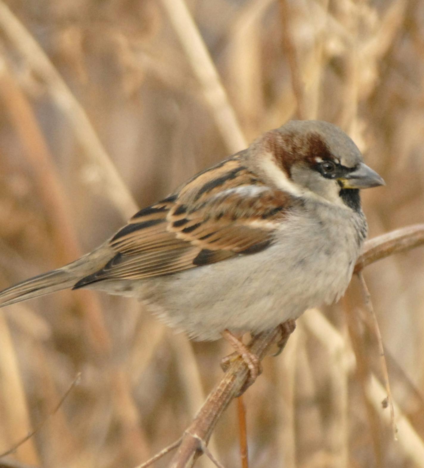 Male house sparrow