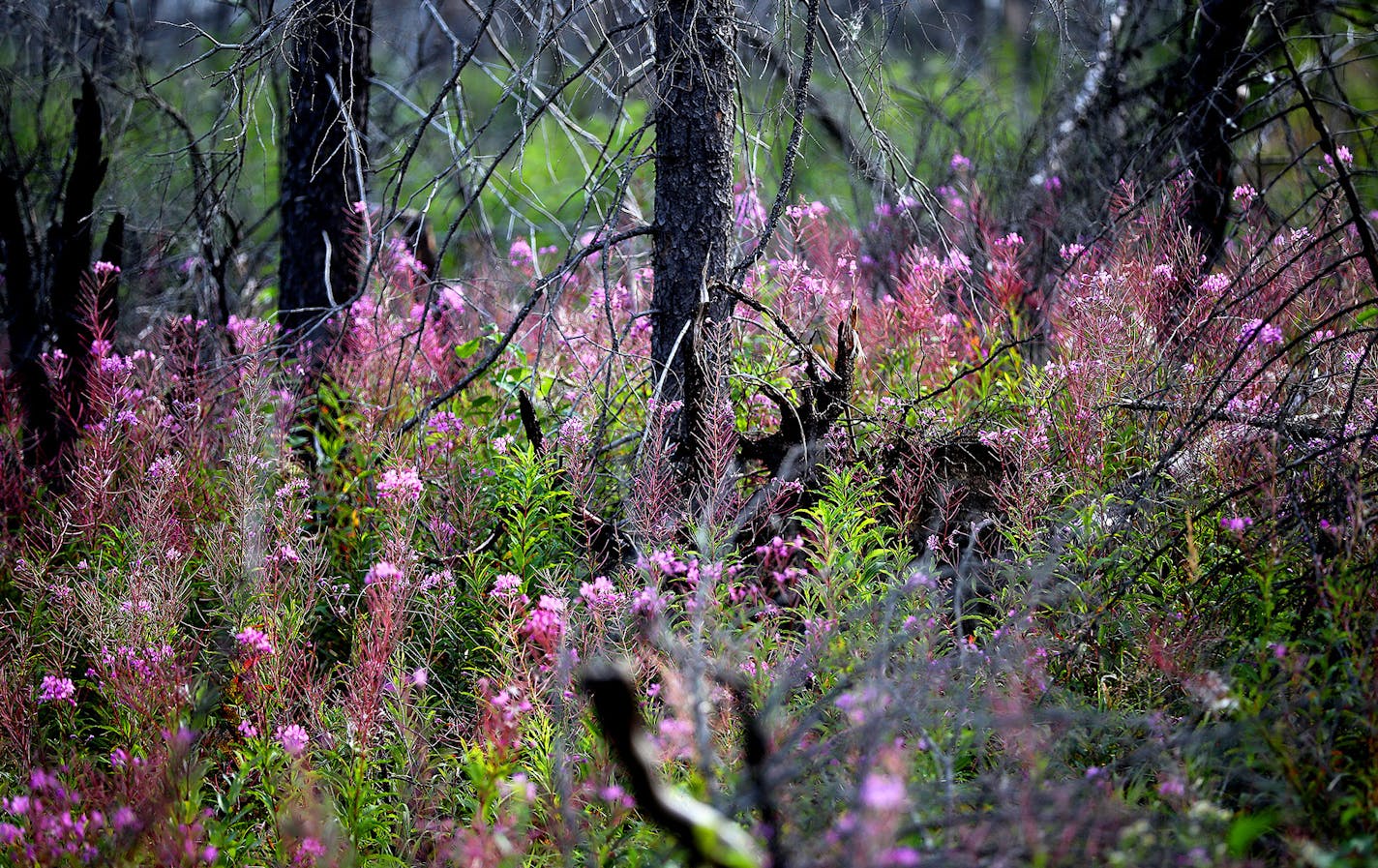 The Powwow Trail drew about 40 overnight permits annually before the 2011 Pagami Creek fire, but drew just eight last year.