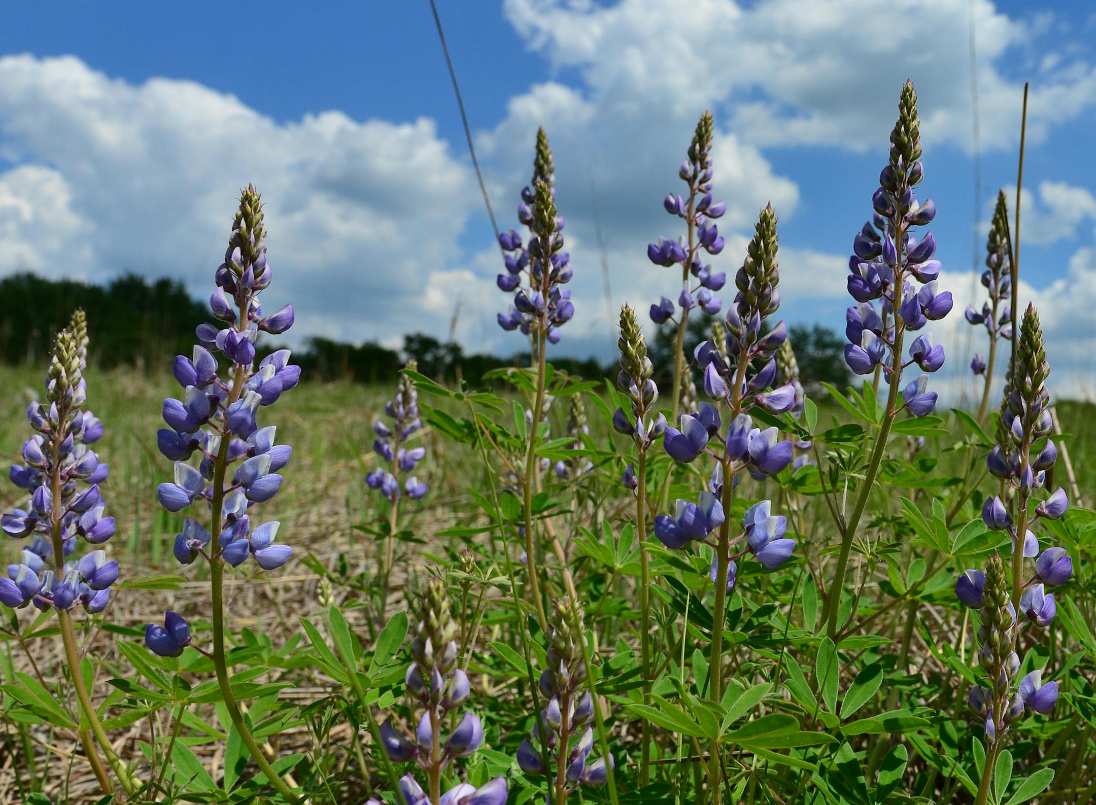 This is the meadow that Doug Dayton restored wild flowers like this Lupine abound. ] When Doug Dayton bought nearly 100 acres of woods and fields just a few minutes north of Wayzata, he vowed to create a refuge of waving grasslands, knotted walking trails and placid ponds. The place would become a refuge from the demands of running the family department store, and a place to raise his family. He restored nearly 40 acres of native prairie grasslands and forbs, and hand-planted hundreds of plum tr