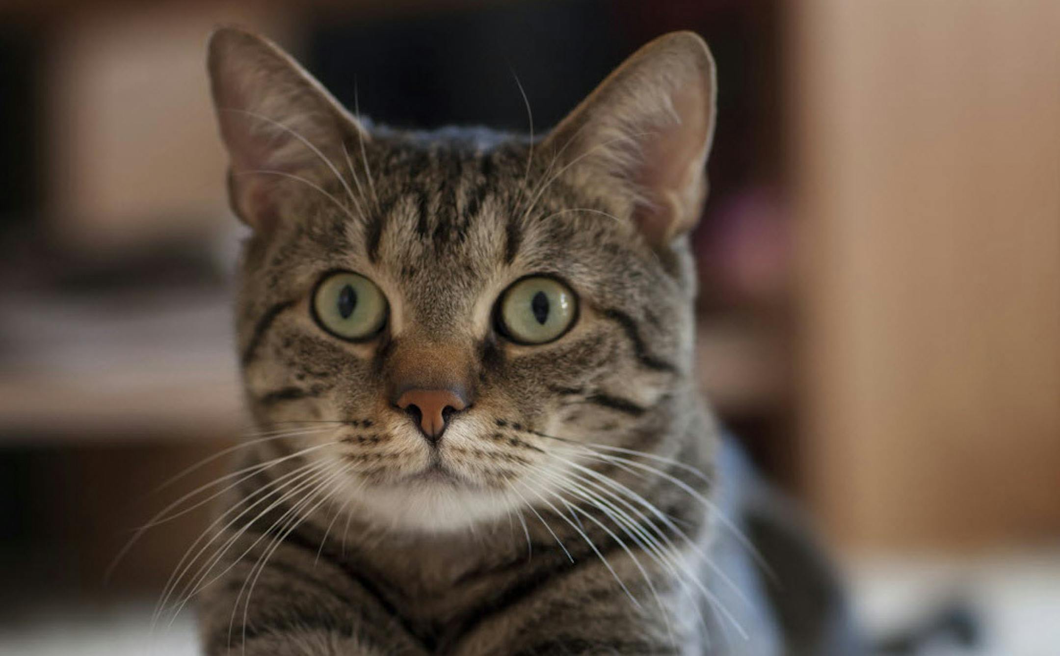 Photograph your cat at eye level in familiar surroundings.