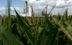 An ethanol plant next to a cornfield in Iowa, the nation's leader in ethanol production. Minnesota ranks fourth, behind Nebraska and Illinois.