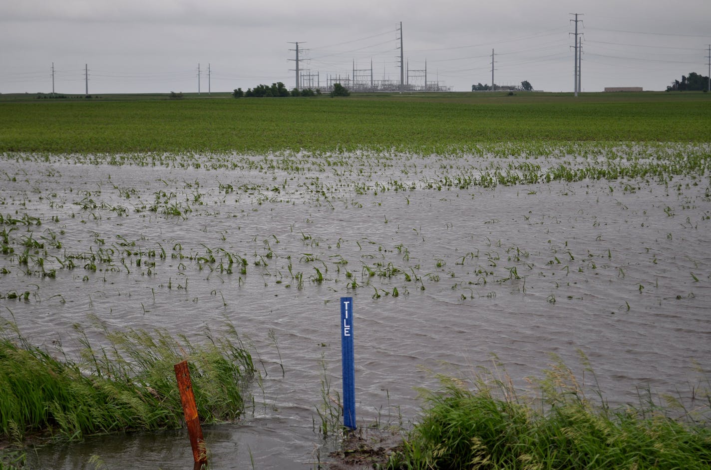 Heavy rains are drowning crops in southwest Minnesota and leaving farmers with no choice but to assess the damage and call their insurance agents.