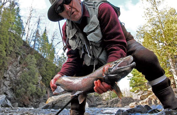 Veteran steelheader Dave Zentner of Duluth holds a male steelhead caught on a yarn fly in a North Shore stream. ORG XMIT: MIN2016022315464854