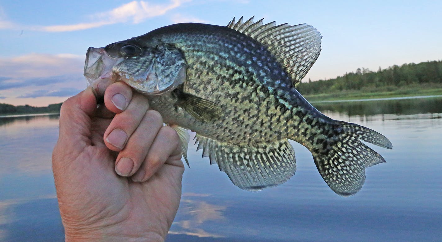 Above Hudson, of rural Akeley, Minn., is, by obsession and profession, a phenologist &#x2014; one who documents seasonal changes in nature. Left An 11-inch crappie is a prize to behold and fun to catch for novice and experienced anglers alike.