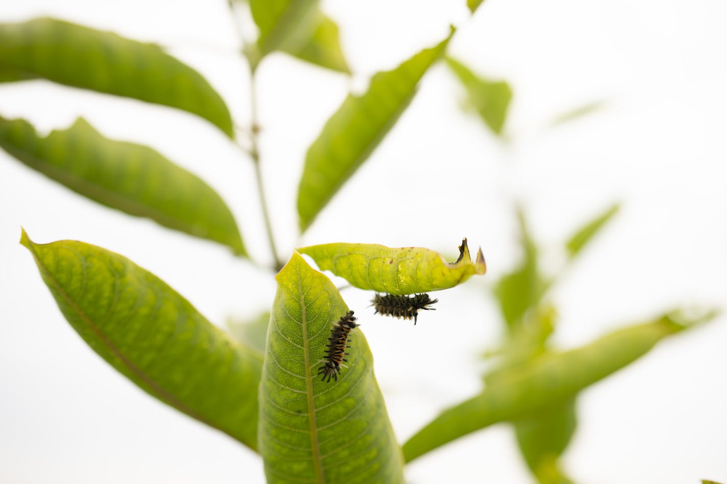 Caterpillars on milkweed at Pilot Know. ] JEFF WHEELER &#x2022; jeff.wheeler@startribune.com A weather system with dark clouds moved through the Twin Cities Monday afternoon, August 5, 2019. Wildflowers on Pilot Knob in Mendota Heights framed a view of them.