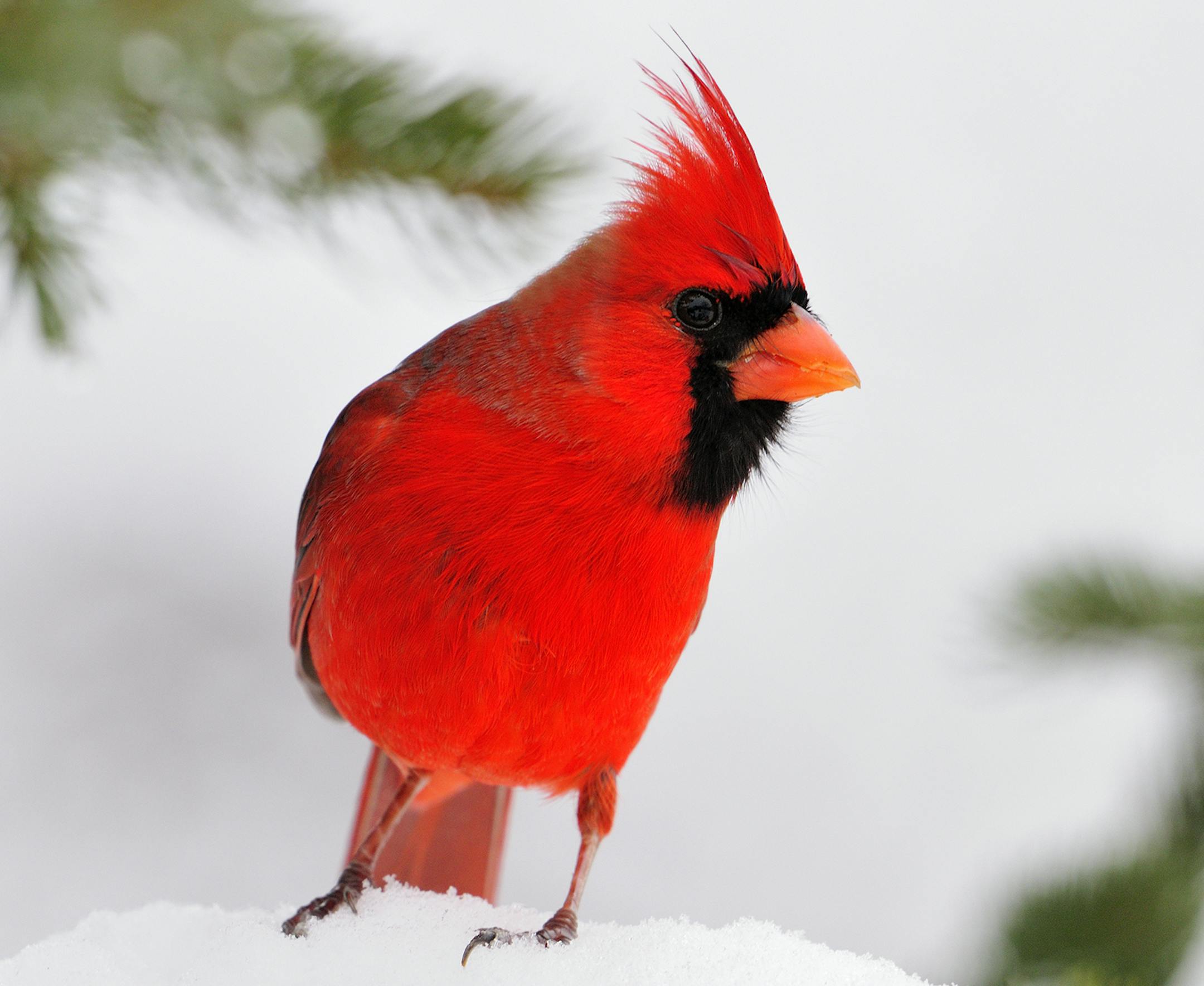 With some forethought and preparation, Marchel was able to capture this image of a male cardinal displaying Christmas colors of red, white and green.