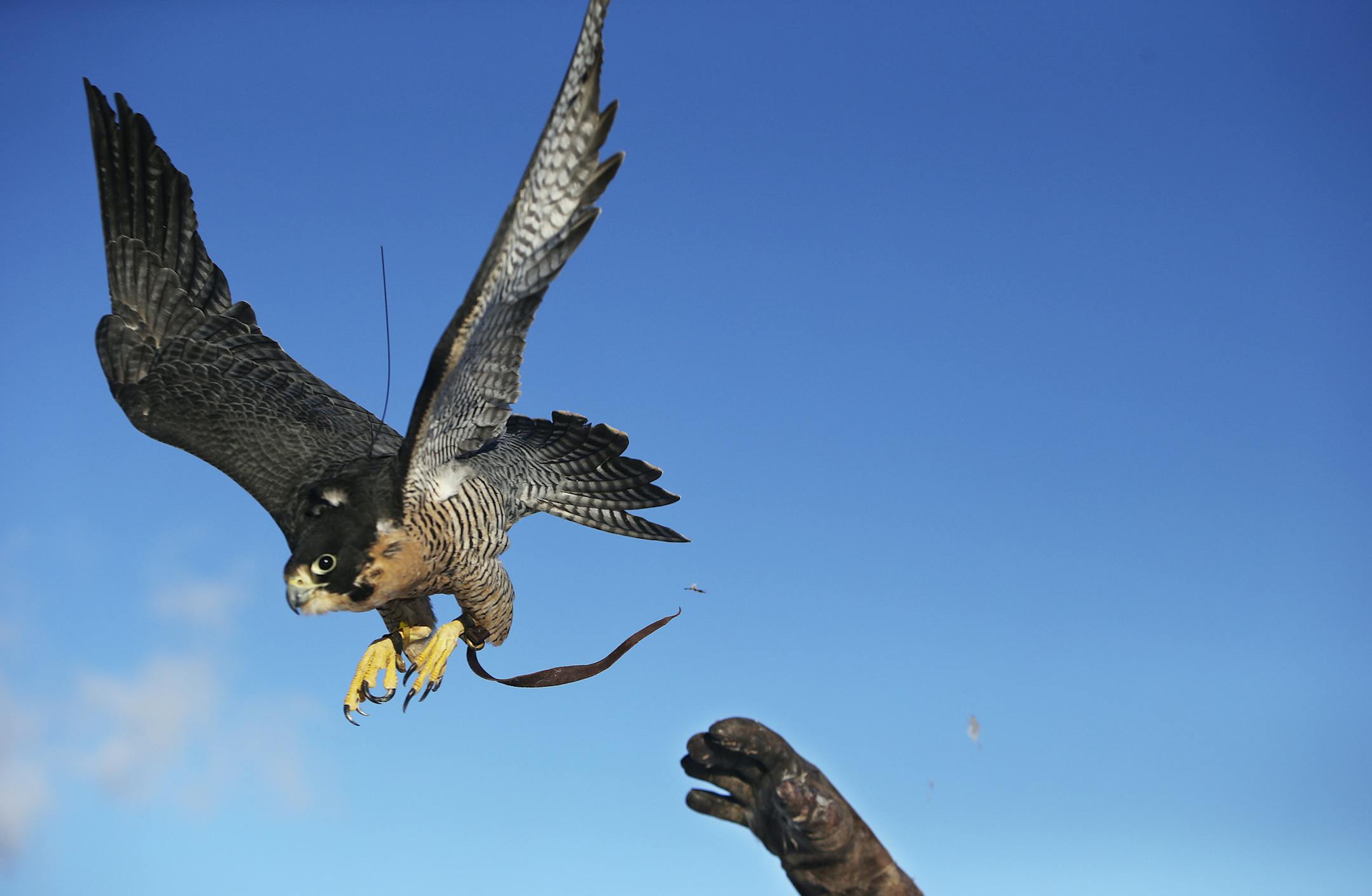 Master licensed falconer Andrew Weaver released a five year-old female peregrine falcon to exercise and get the chance to hunt down a homing pigeon near a field Friday, Jan. 17, 2014, in Stillwater.