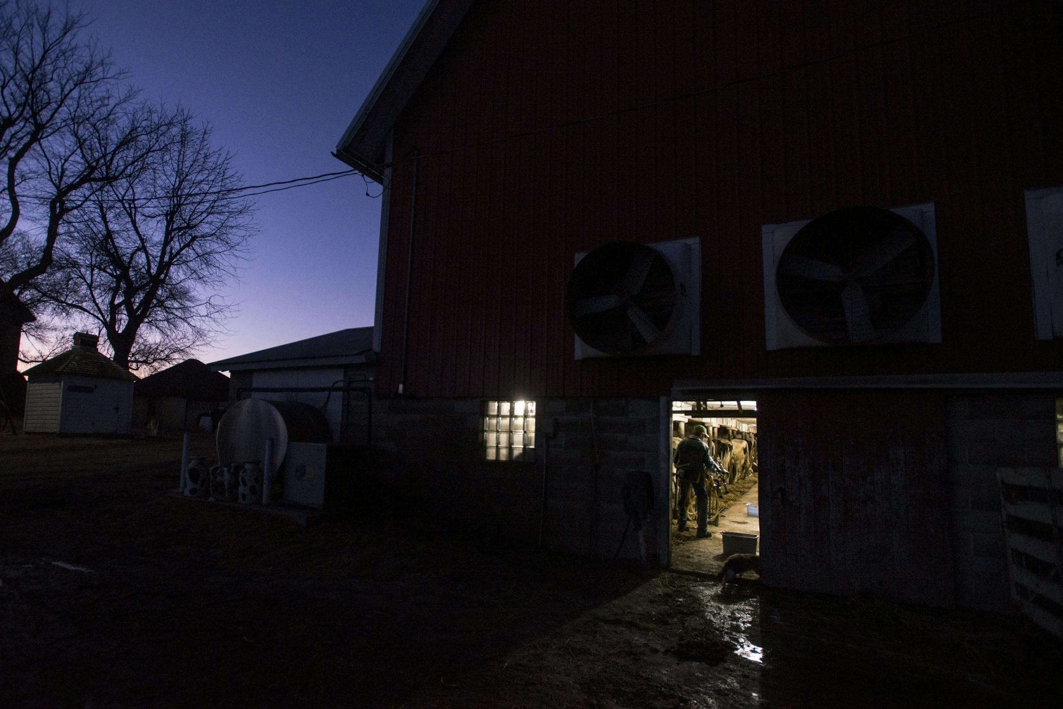 Owner of Wicmar Dairy Mark Wickenhauser gets a milking unit ready to milk a cow in the early morning.