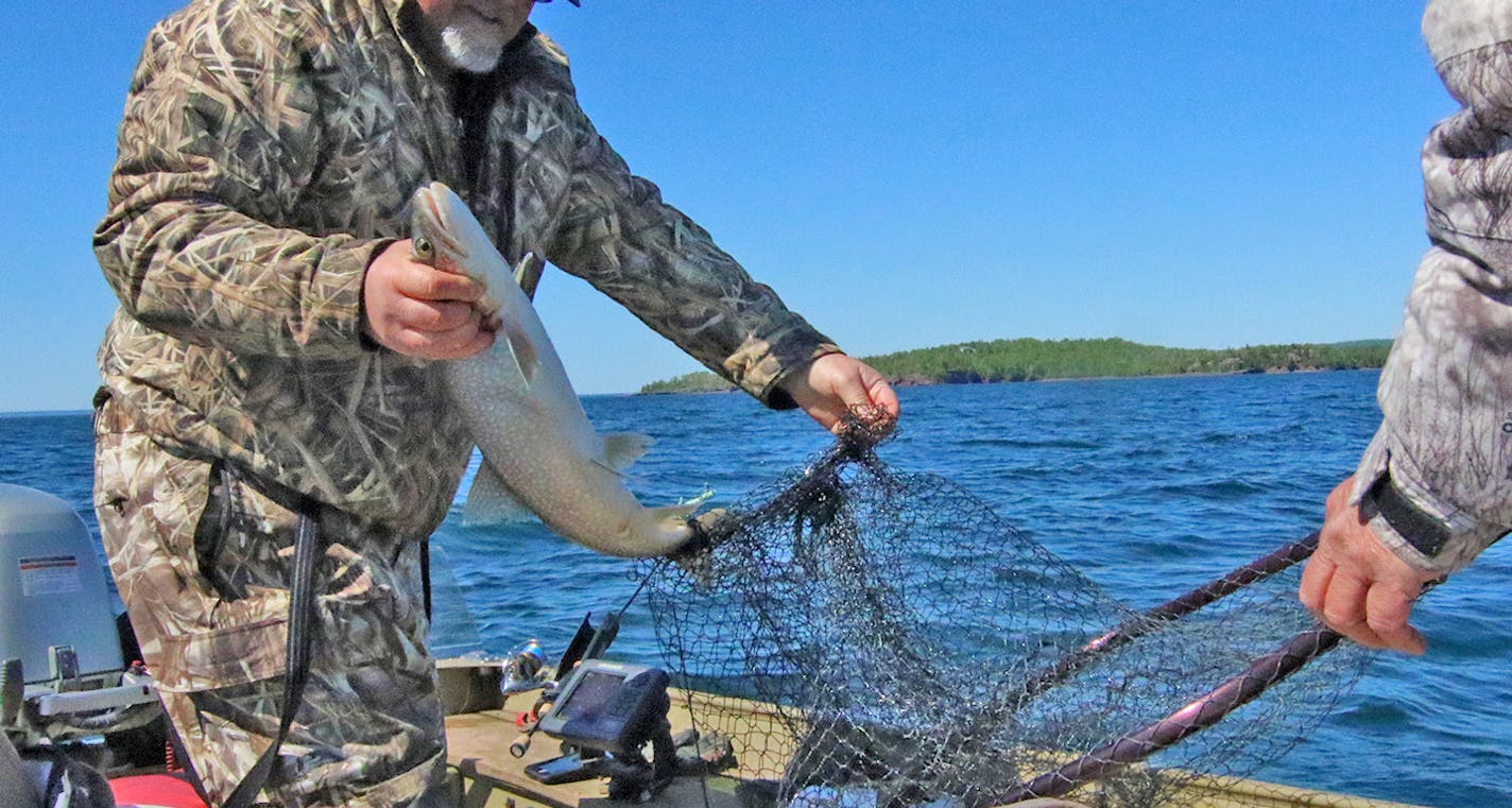 A lake trout caught north of Duluth in a Star Tribune file photo.