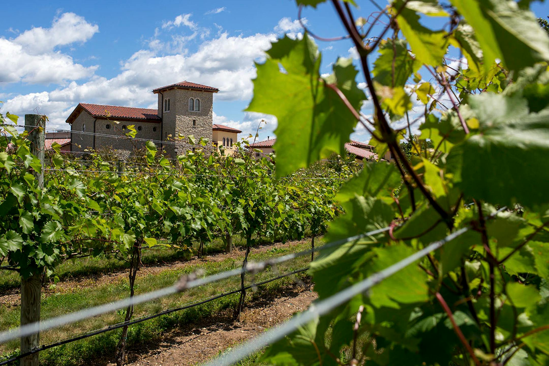 Cold hardy hybrid grapes are grown in the vineyard for the wine collection at Villa Bellezza for harvest in the fall. ] COURTNEY PEDROZA • courtney.pedroza@startribune.com June 22-24, 2017; Wisconsin restaurants, cafes, bars, bakeries and breweries; Dining along the Mississippi River.