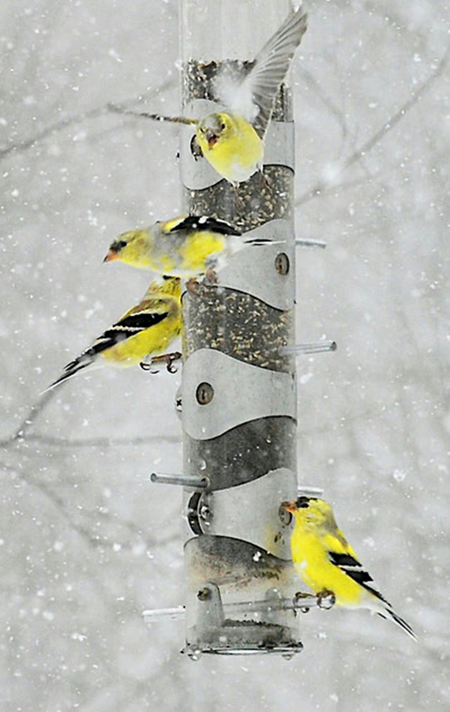 A flock of goldfinches feeds during an early-season storm.