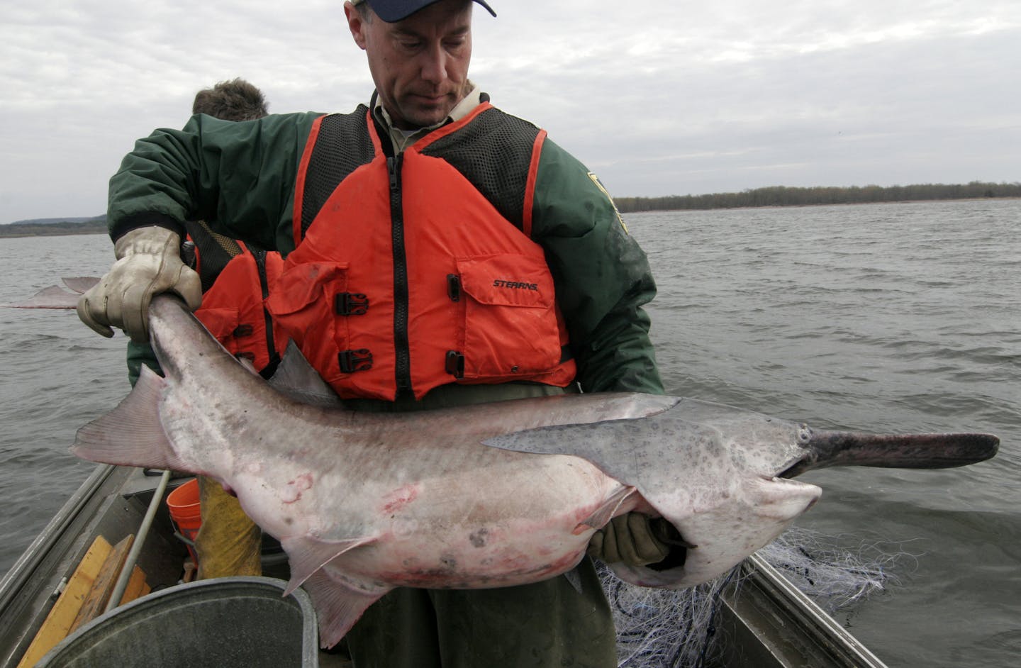 DNR fisheries researcher John Hoxmeier lifts a 50-pound paddlefish netted in Lake Pepin last week. Hoxmeier later iinplanted a transmitter in the fish to track its movement. Star Tribune photo by Doug Smith/ April 24, 2015, Lake City, Minn.