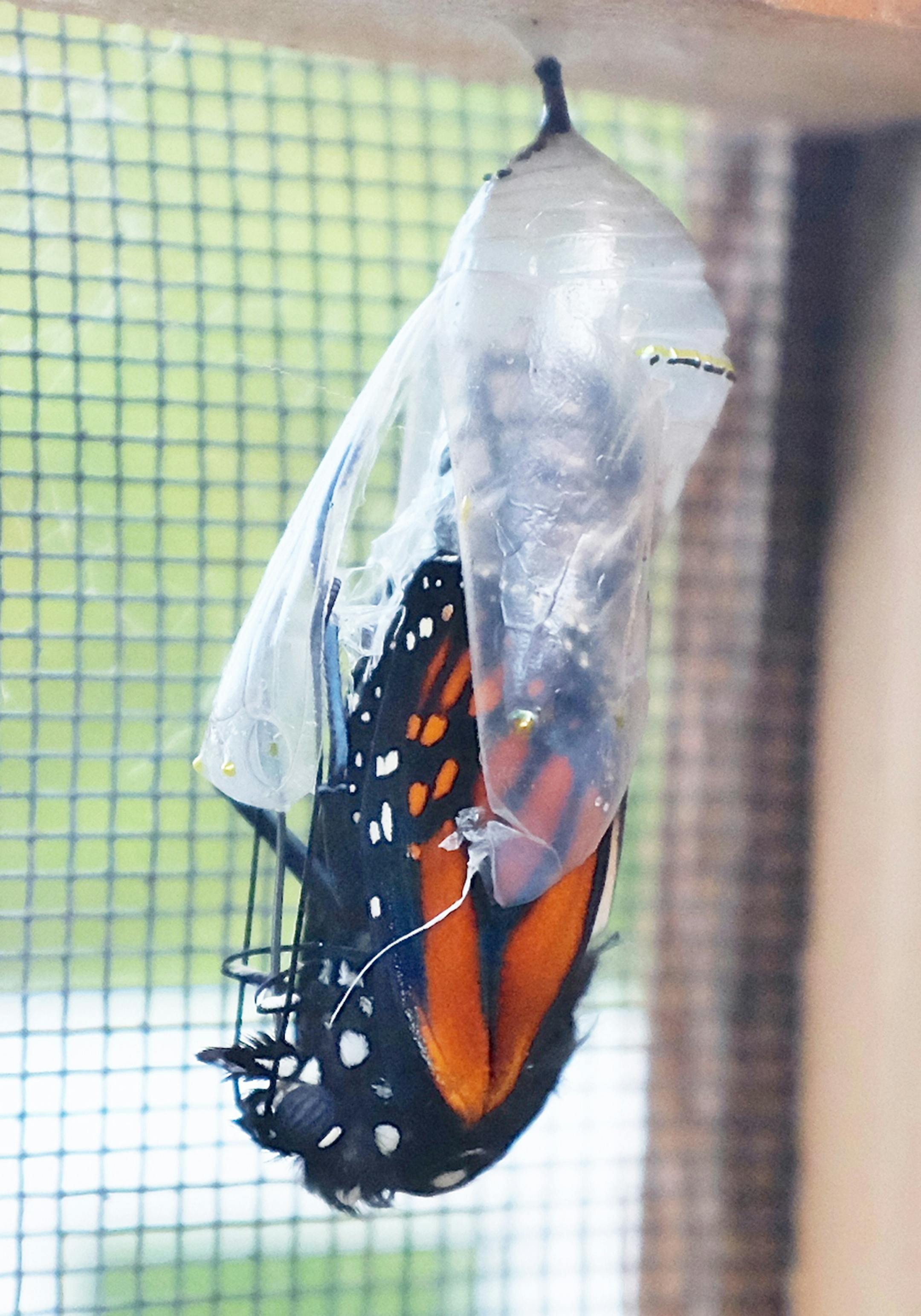 Emerging monarch credit: Jim Williams, special to the Star Tribune