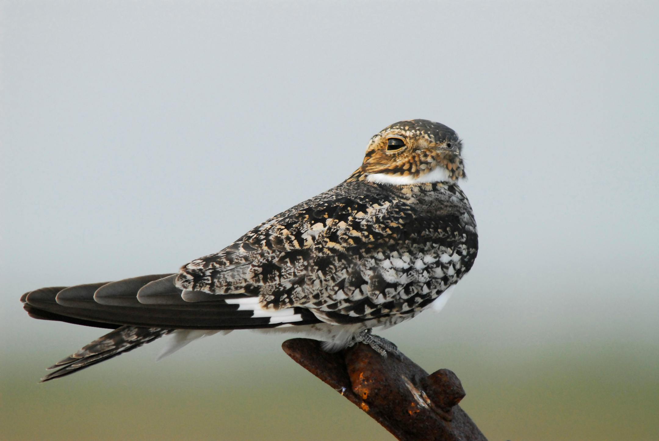 Common nighthawks have mottled plumage and white wing patches that show up in flight.