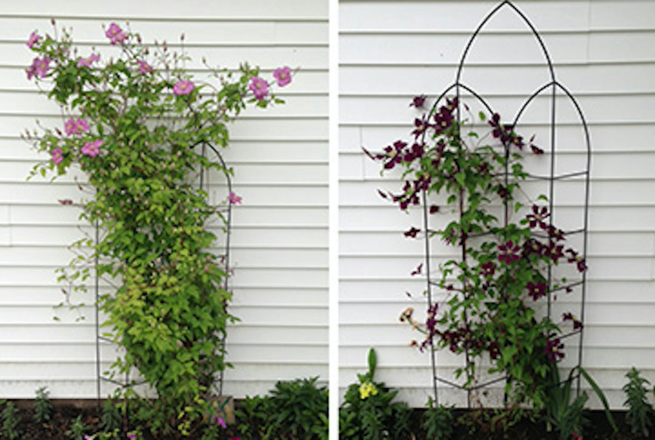 Why is only one of them flourishing?