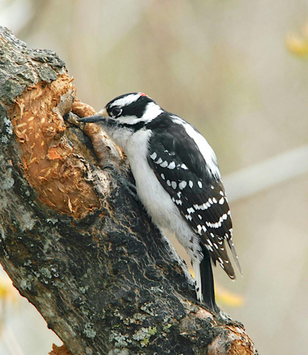 A downy woodpecker probes tree bark.