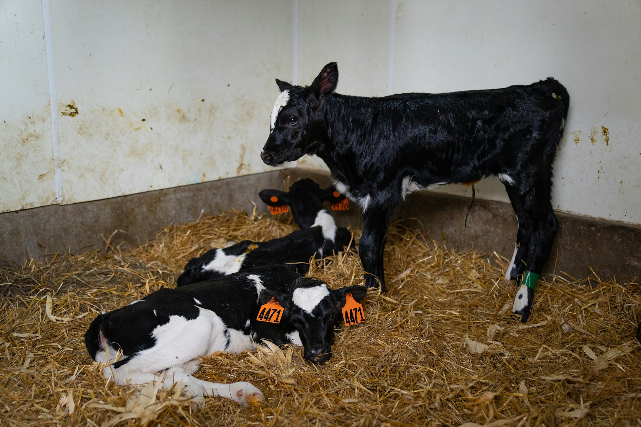One-day-old calves are kept in a separate room to ensure they are healthy Wednesday, June 15, 2023, at Valley Acres Dairy in Lewiston, Minn.
