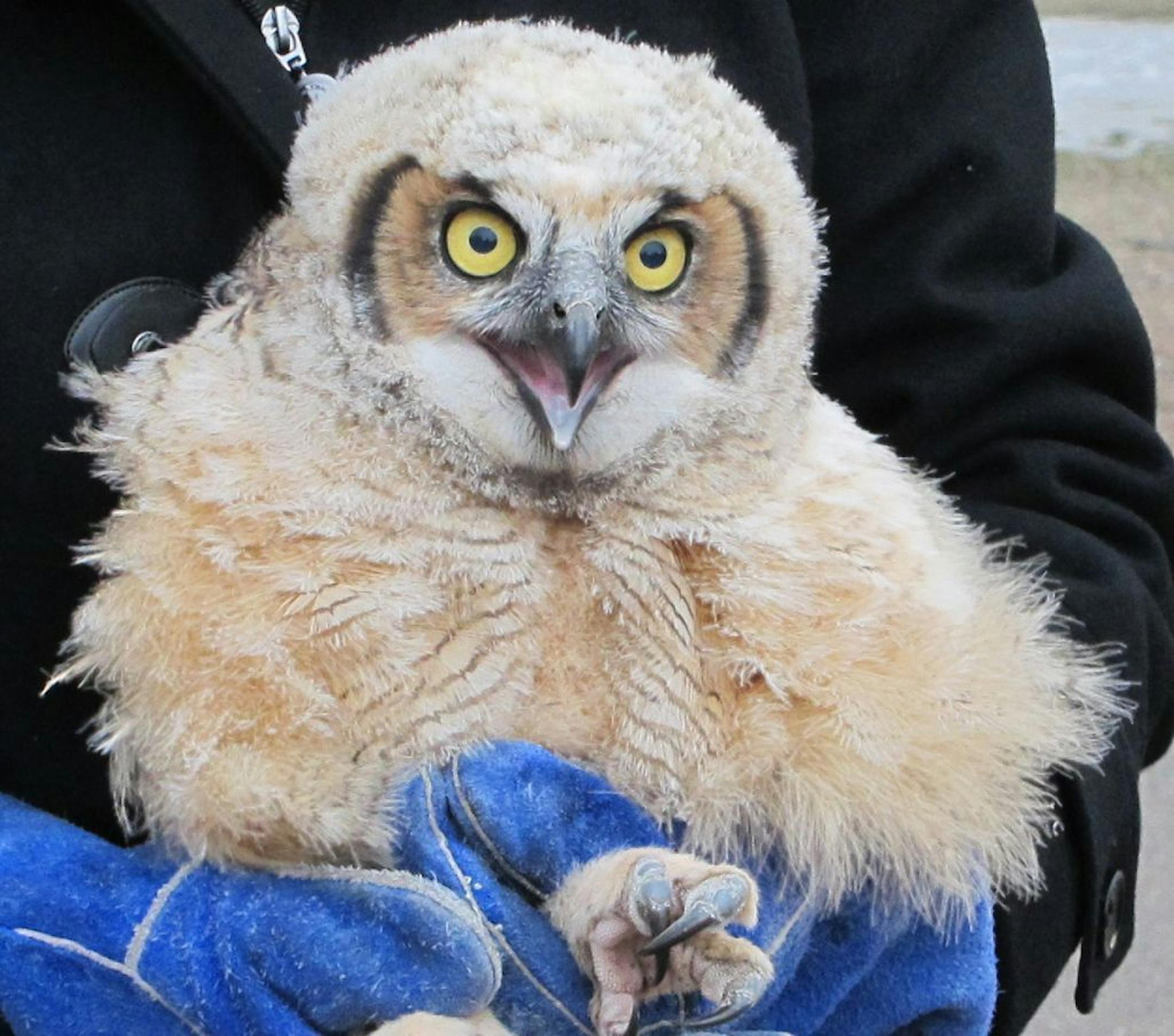 This owlet fell from a maple tree in Como Park when he was too young to fly and was rescued by the Raptor Center.