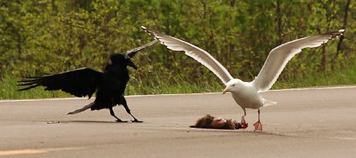 A gull and a raven face off over roadkill.