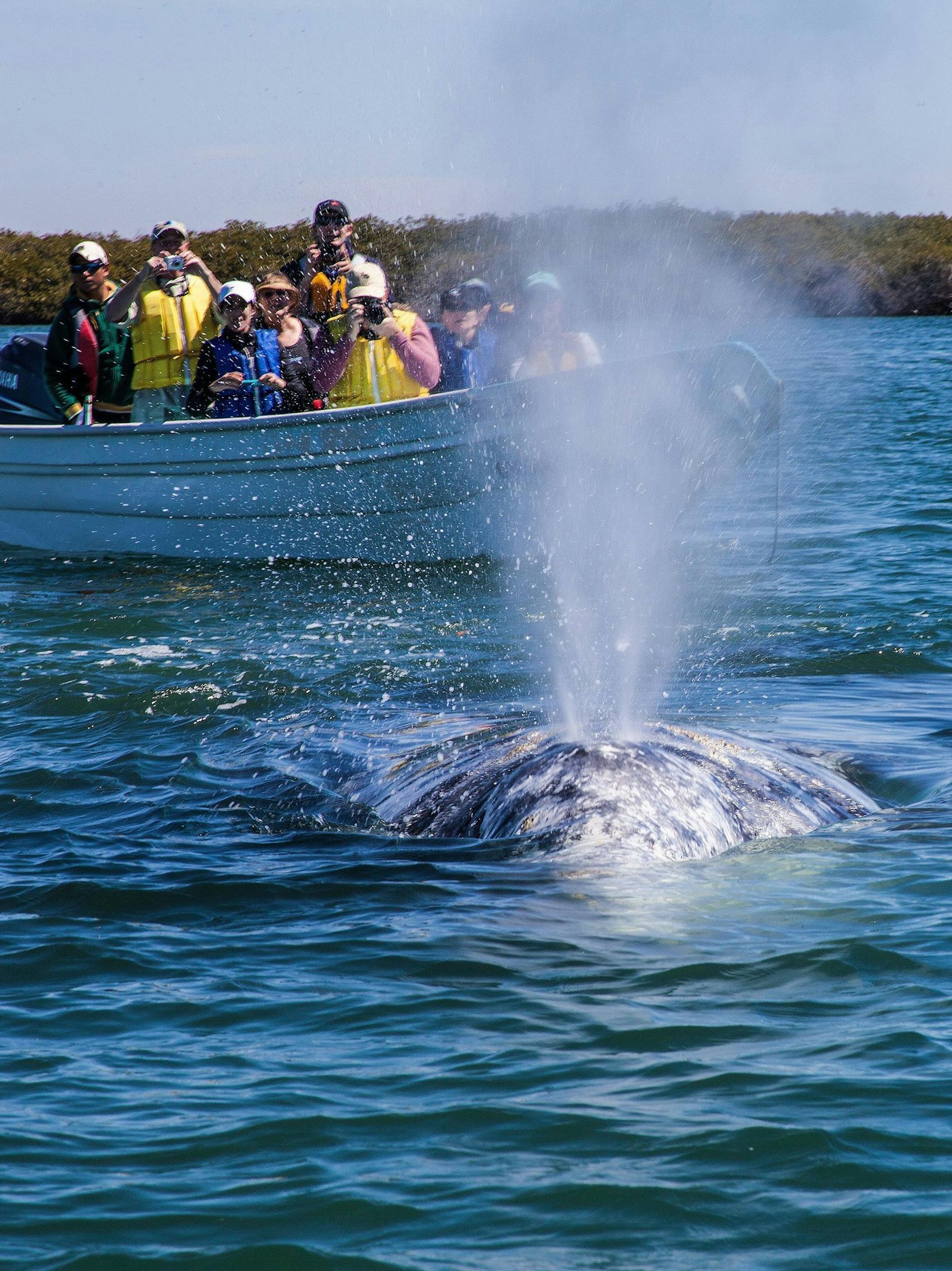 Take a deep breath, Mrs. Whale. It‚Äôs time for your close-up, Magdalena Bay, Pacific Coast of Baja California Sur, Mexico. (Steve Haggerty/ColorWorld/MCT) ORG XMIT: 1144264