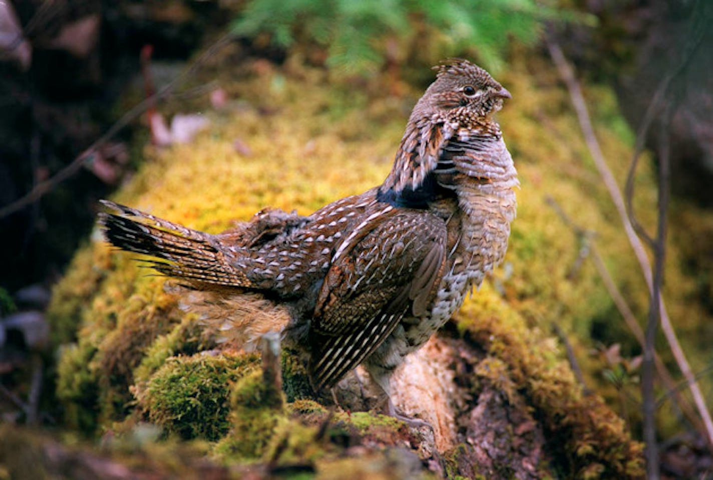 Ruffed grouse