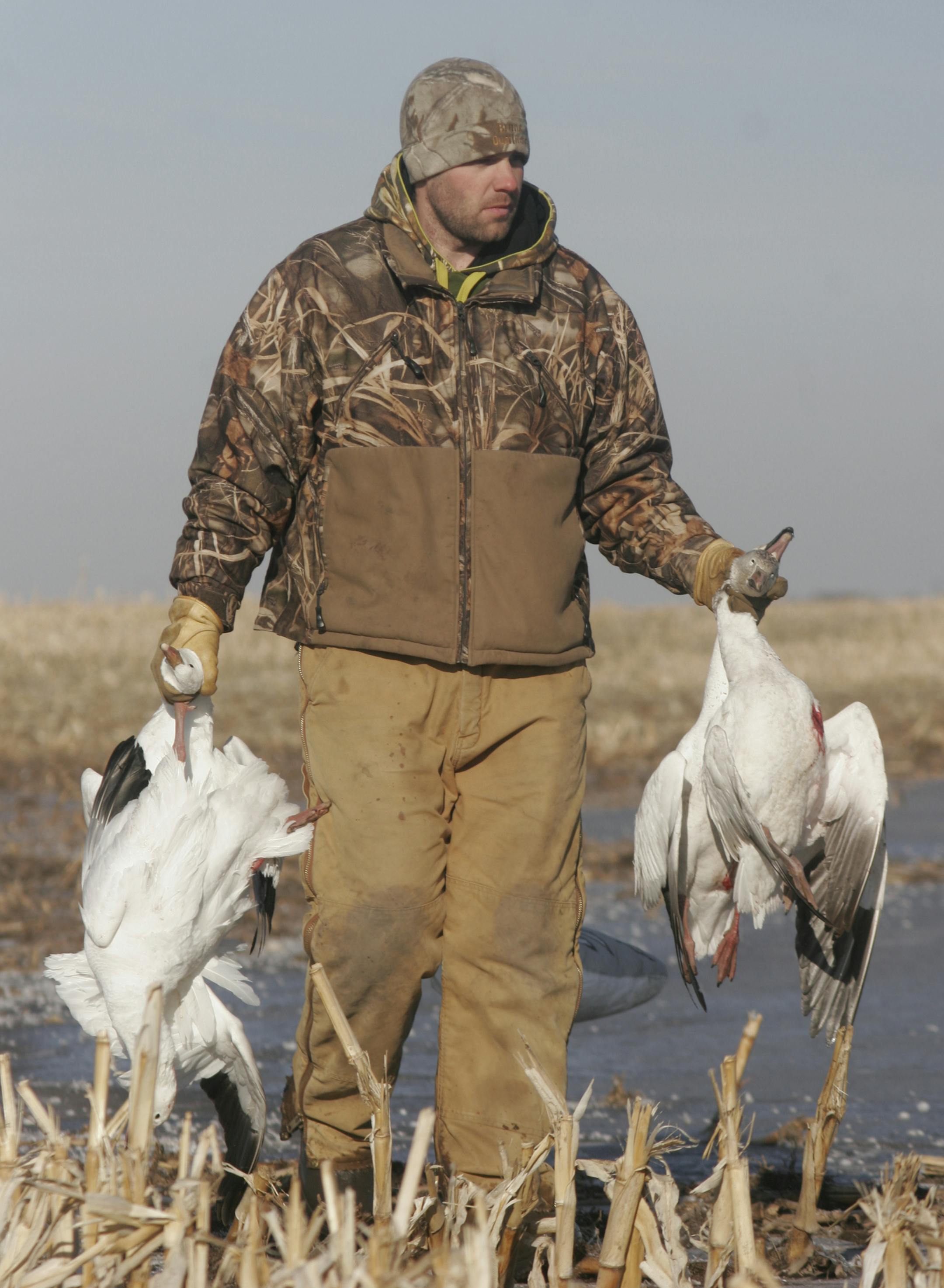 Cody Bruns, a hunting guide from Aberdeen, S.D., retrieves snow geese shot by his group of hunters over the weekend near Aberdeen. Photo by Doug Smith/Star Tribune. March 29, 2014.