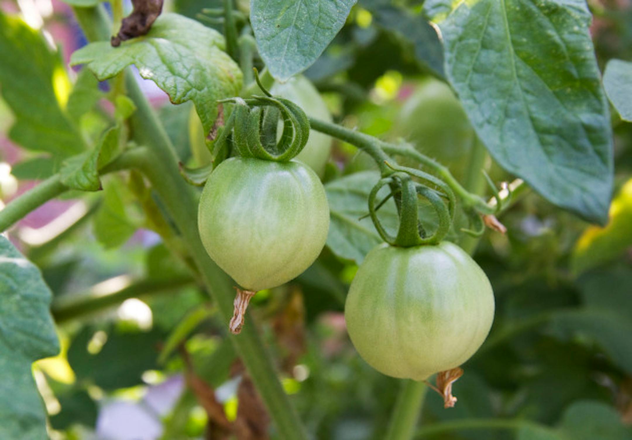 Fruits and vegetables of all kinds, including green tomatoes, ripen in the garden at the home of Linda and George Hertzler in Williamsburg, Virginia, July 29, 2010. (Sangjib Min/Newport News Daily Press/MCT)