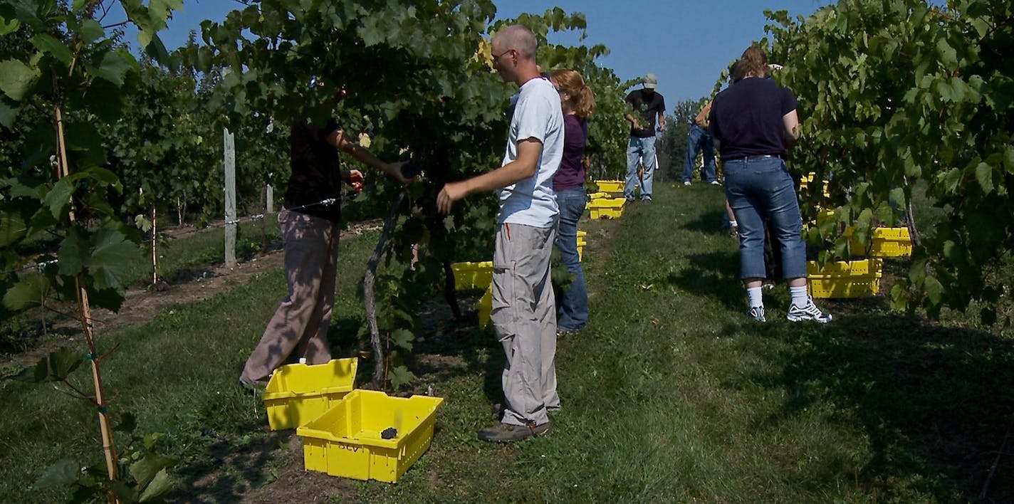 Volunteers pick Maréchal Foch grapes at the St. Croix Vineyards. The biggest hazard for the pickers comes from yellow jackets.