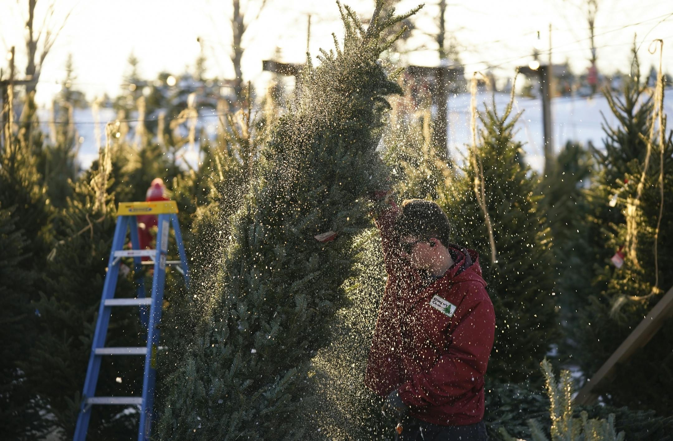 Logan Schilling, 17, the third generation of the Krueger family to run the Christmas Tree Farm, was showered in snow as he held a tree on a vibrating base designed to rid the trees of snow and loose needles.