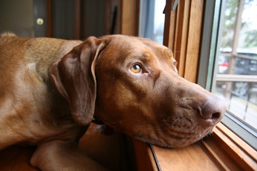 A reddish-brown Rhodesian Ridgeback rests his head on the wooden windowsill of a rural home.