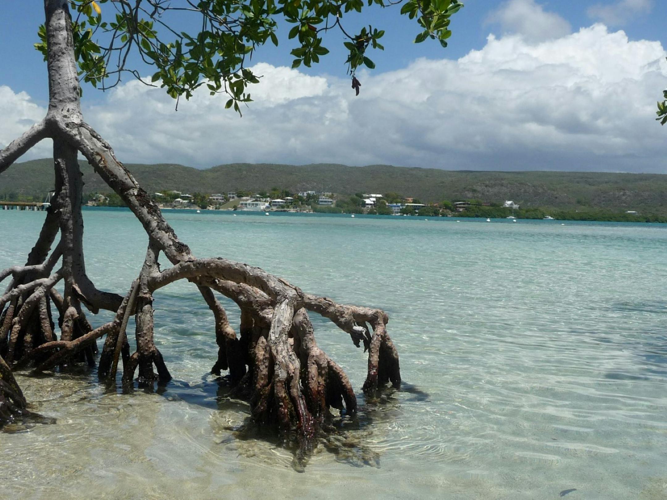 Cindy Stoewer took a trip to "Gilligan's Island," the nickname for Cayo Aurora island in Puerto Rico. Provided photo