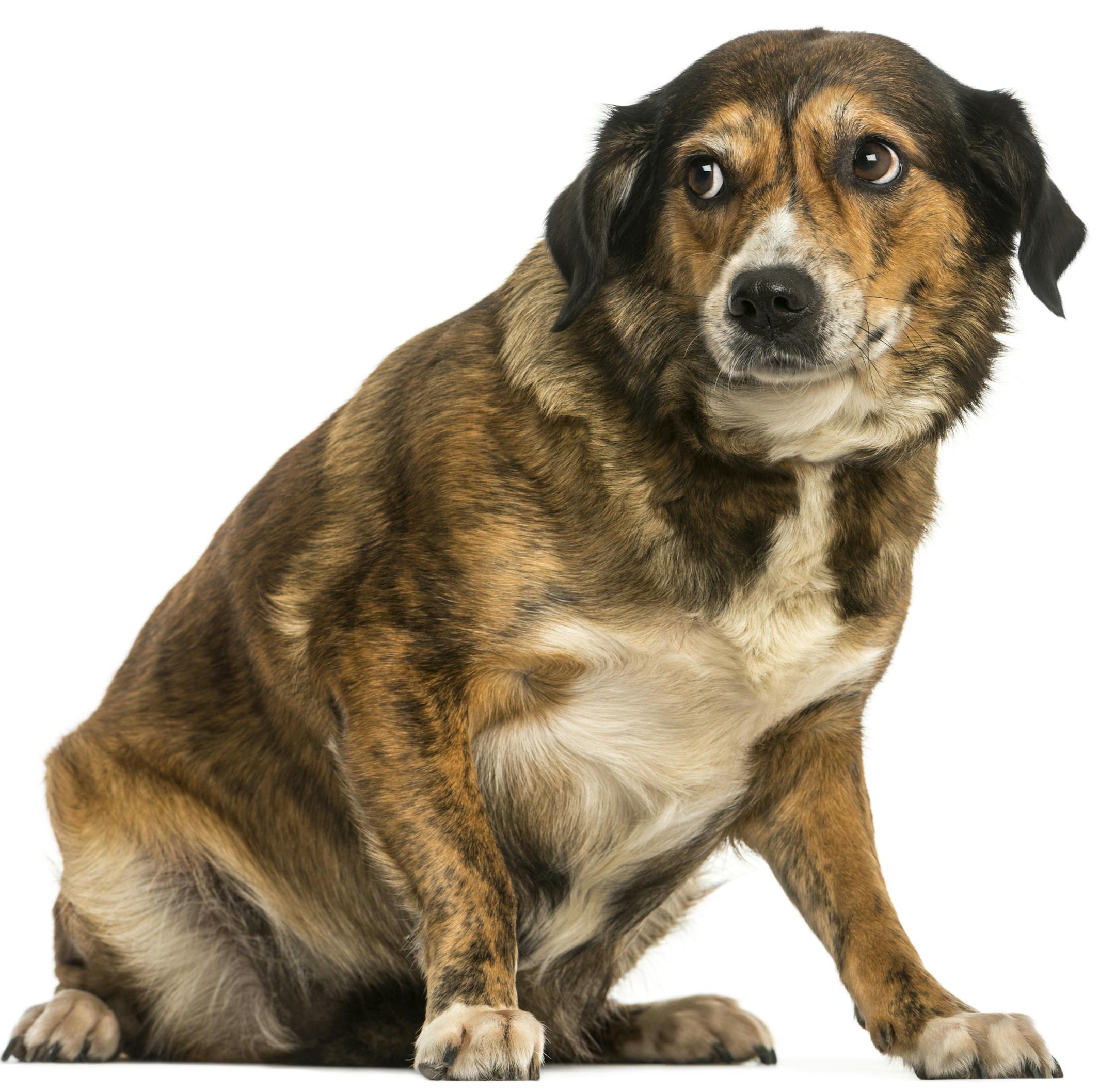 Separation anxiety can occur at any age and may be related to changes in the dog's life.