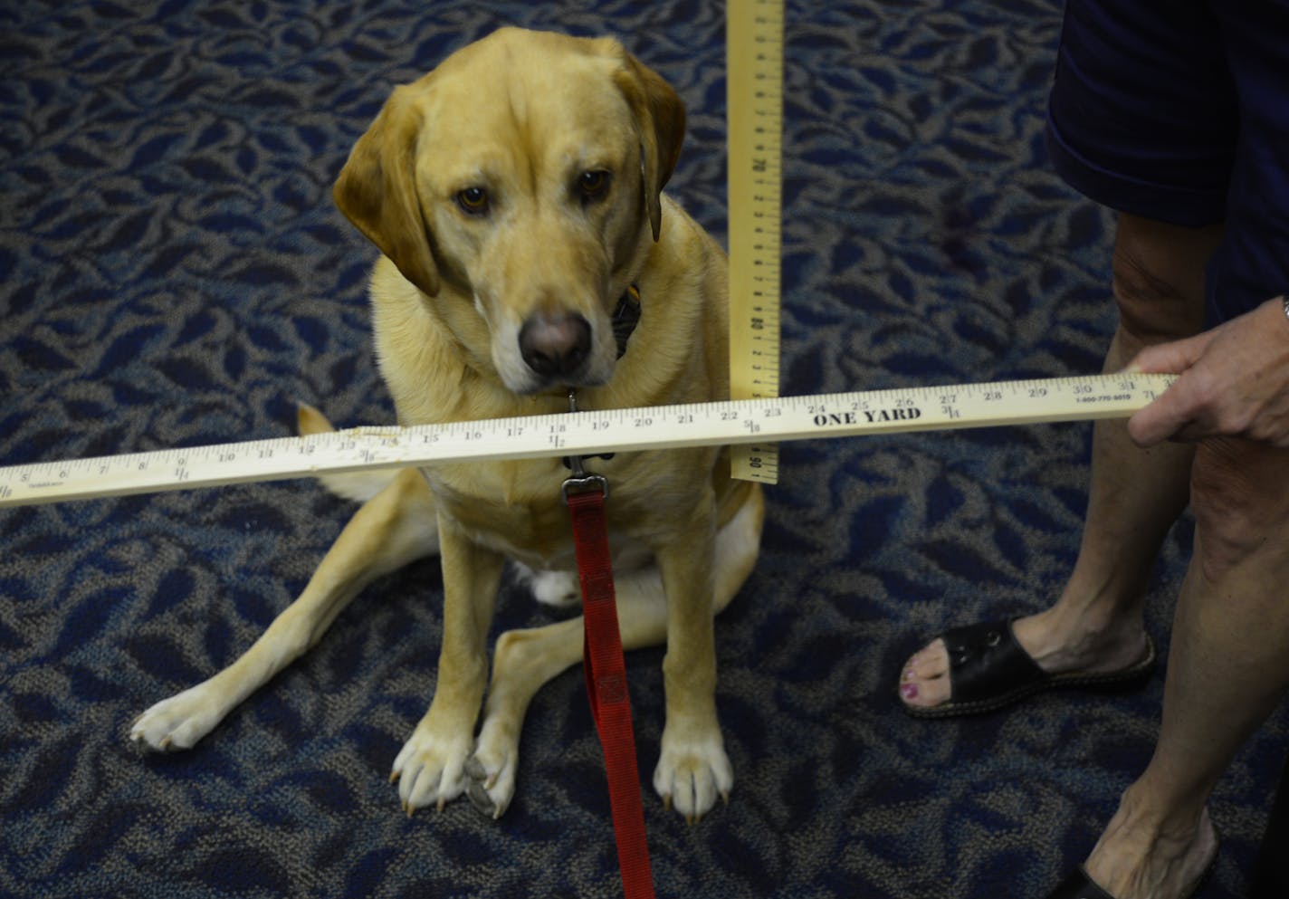 Megan Zachman, a second-grade teacher at Middleton Elementary School in Woodbury, launched a website and now is teaming with colleagues to film short videos that serve as summer refresher courses. The dog Gunner, helped out with a lesson in algebra and geometry. Here he was illustrating perdindicular lines] Richard.Sennott@startribune.com Richard Sennott/Star Tribune Woodbury Minnesota Tuesday 7/23/13) ** (cq)