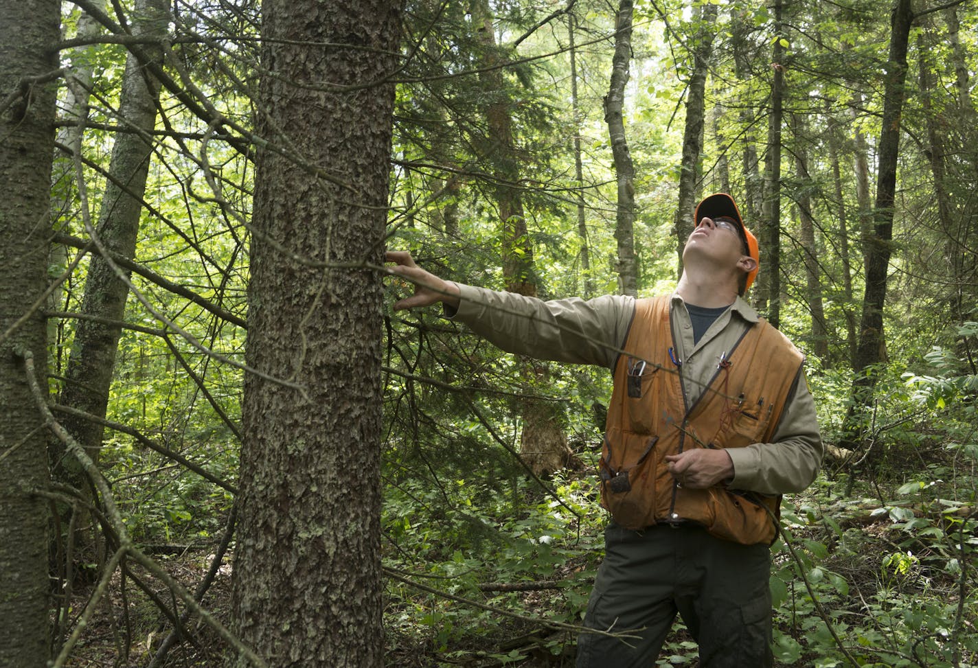 Troy Holcombe, a forester with the Minnesota Department of Natural Resources, looked for tamarack trees damaged by larch beetles. The native bugs&#x2019; population is exploding as the warm season grows longer.