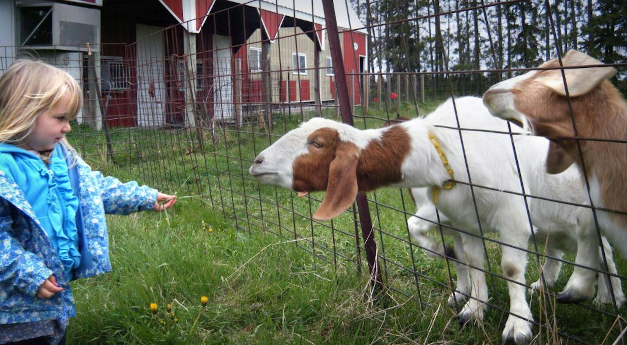 Lila Riemenschneider found a quick way to a goat's heart at the Dancing Winds Farm.
