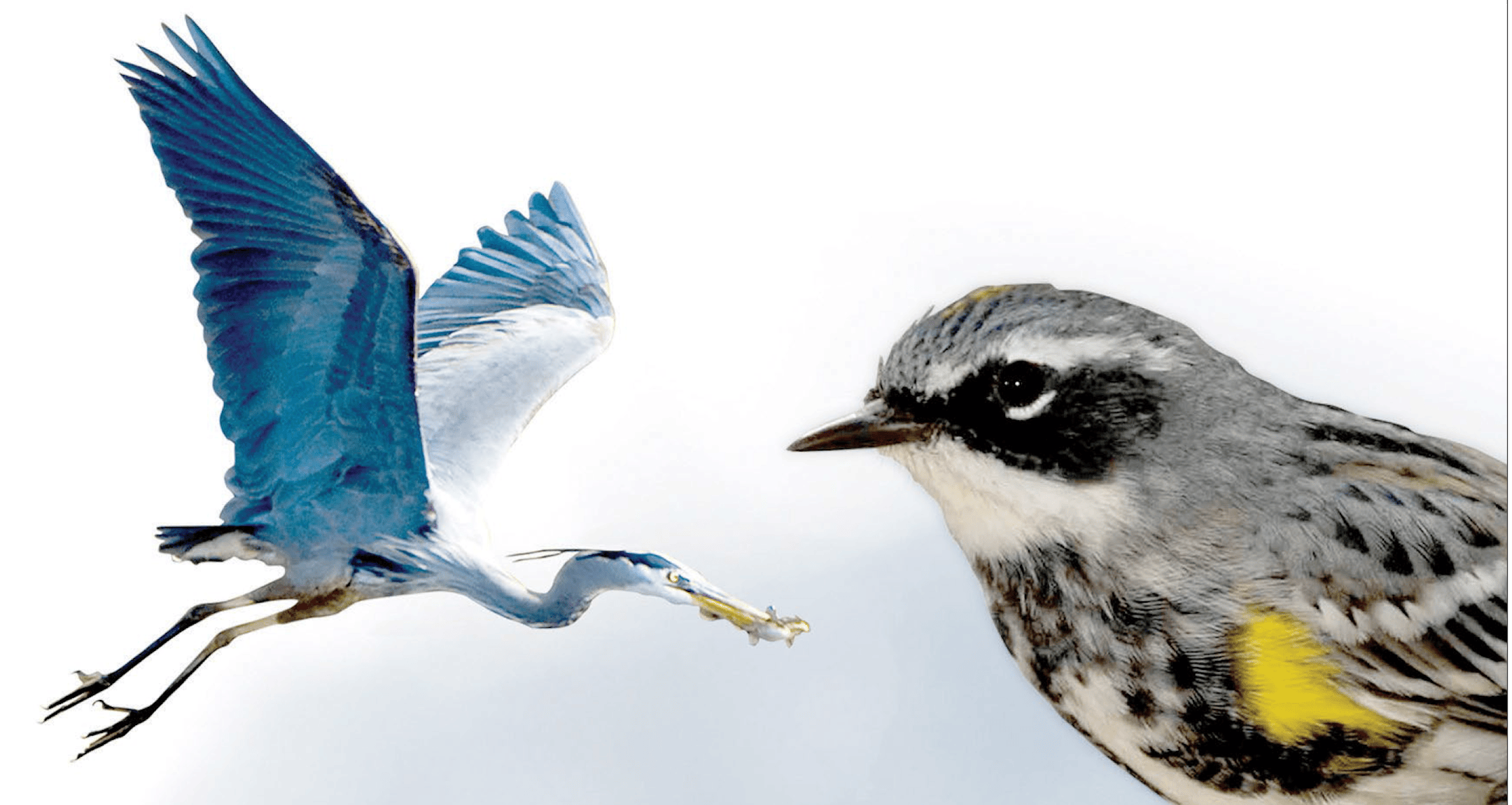 The Detroit Lakes Festival of Birds sparked the 200-plus-mile Pine to Prairie Birding Trail.