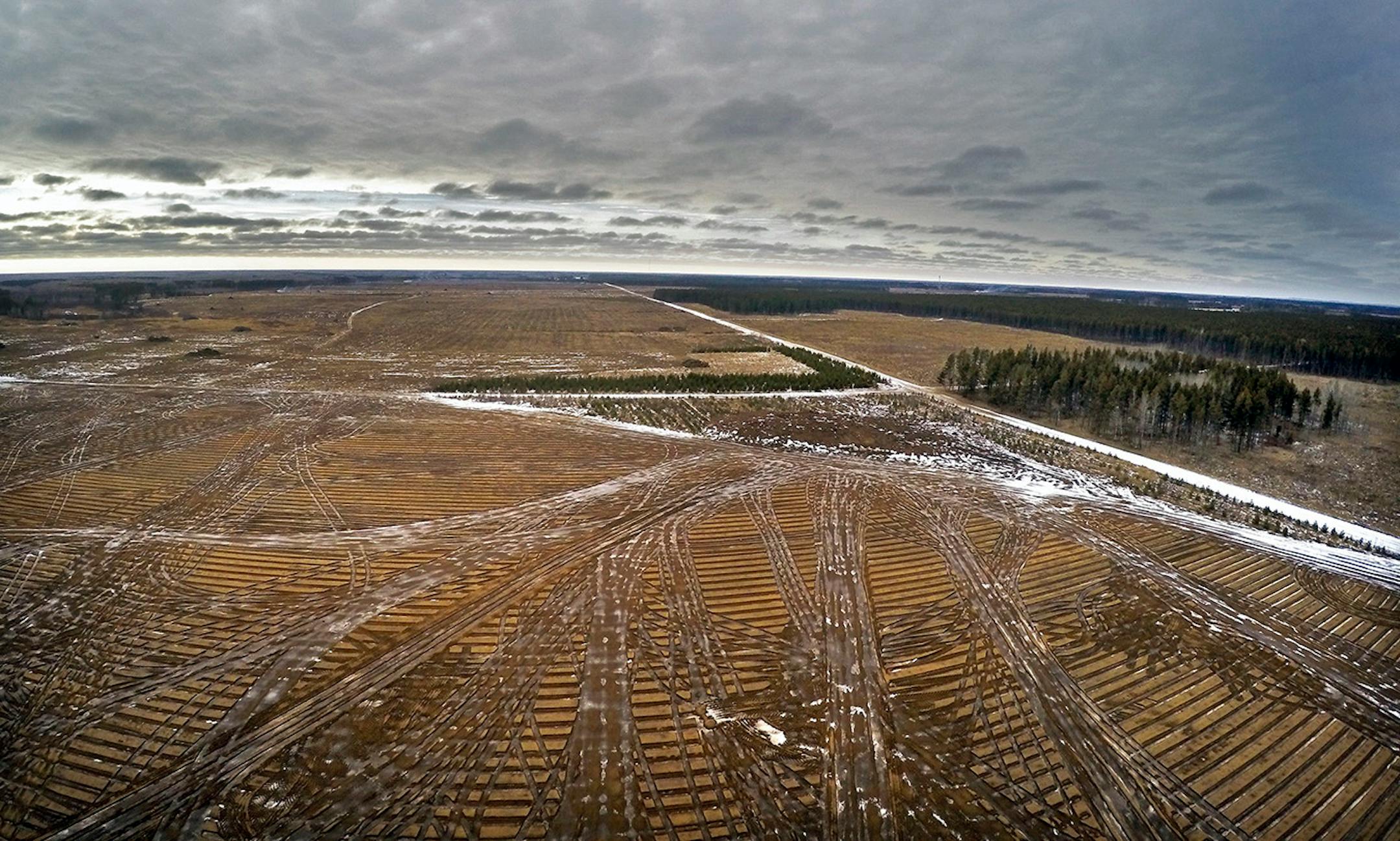 The mixed pine forests of central Minnesota are rapidly being replaced with agricultural fields. PotlatchCorp. is divesting its commercial forest lands, and its cheaper for potaote producers and farmers to tear out the forest and replace it with intensively farmed row crops like ptoatotes, corn and soybeans.