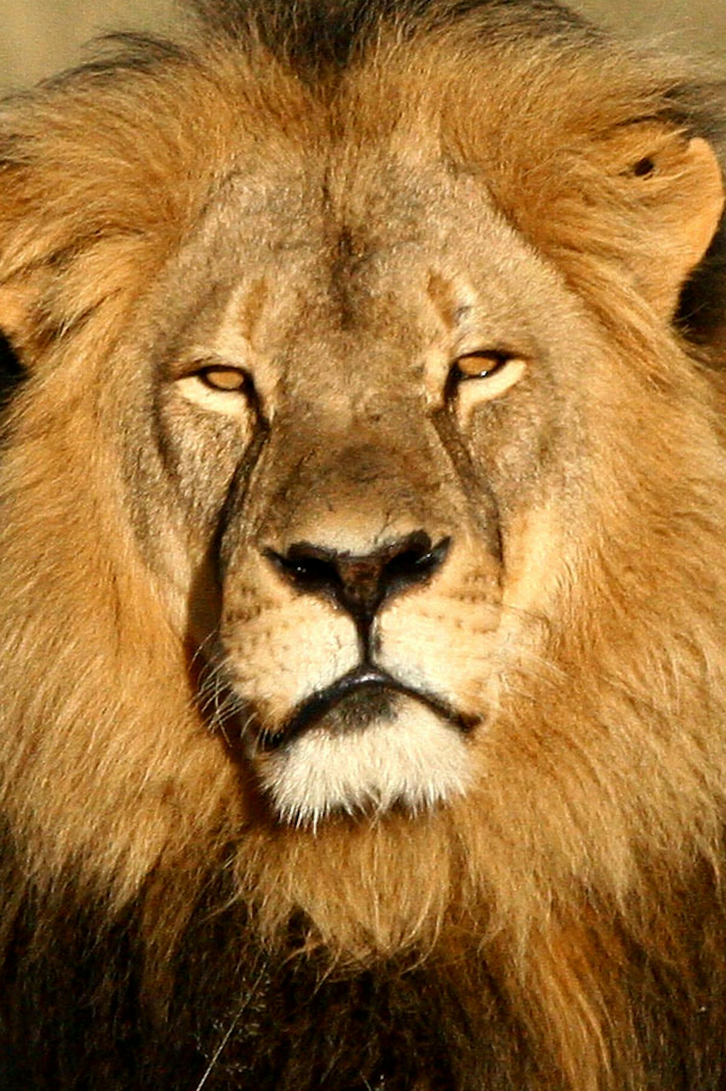 In this undated photo provided by the Wildlife Conservation Research Unit, Cecil the lion rests in Hwange National Park, in Hwange, Zimbabwe. Two Zimbabweans arrested for illegally hunting a lion appeared in court Wednesday, July 29, 2015. The head of Zimbabwe&#xcc;s safari association said the killing was unethical and that it couldn&#xcc;t even be classified as a hunt, since the lion killed by an American dentist was lured into the kill zone. (Andy Loveridge/Wildlife Conservation Research Unit