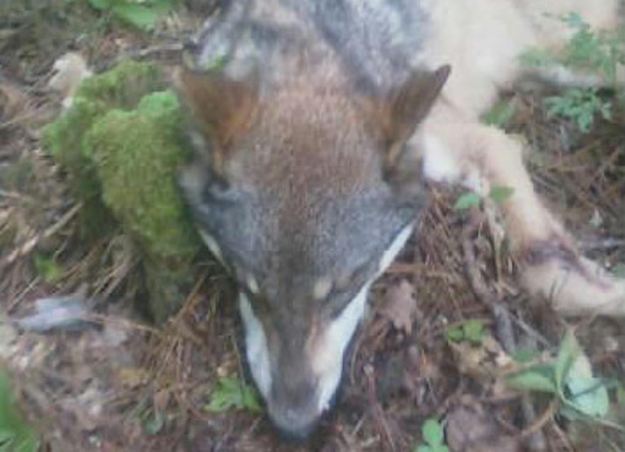 A 75-pound wolf was captured and killed Monday morning at the West Winnie Campground on Lake Winnibigoshish where a boy was attacked over the weekend. State officials said it matched the description of the wolf in the attack and sent the carcass to the University of Minnesota to be tested for rabies and other health indicators.