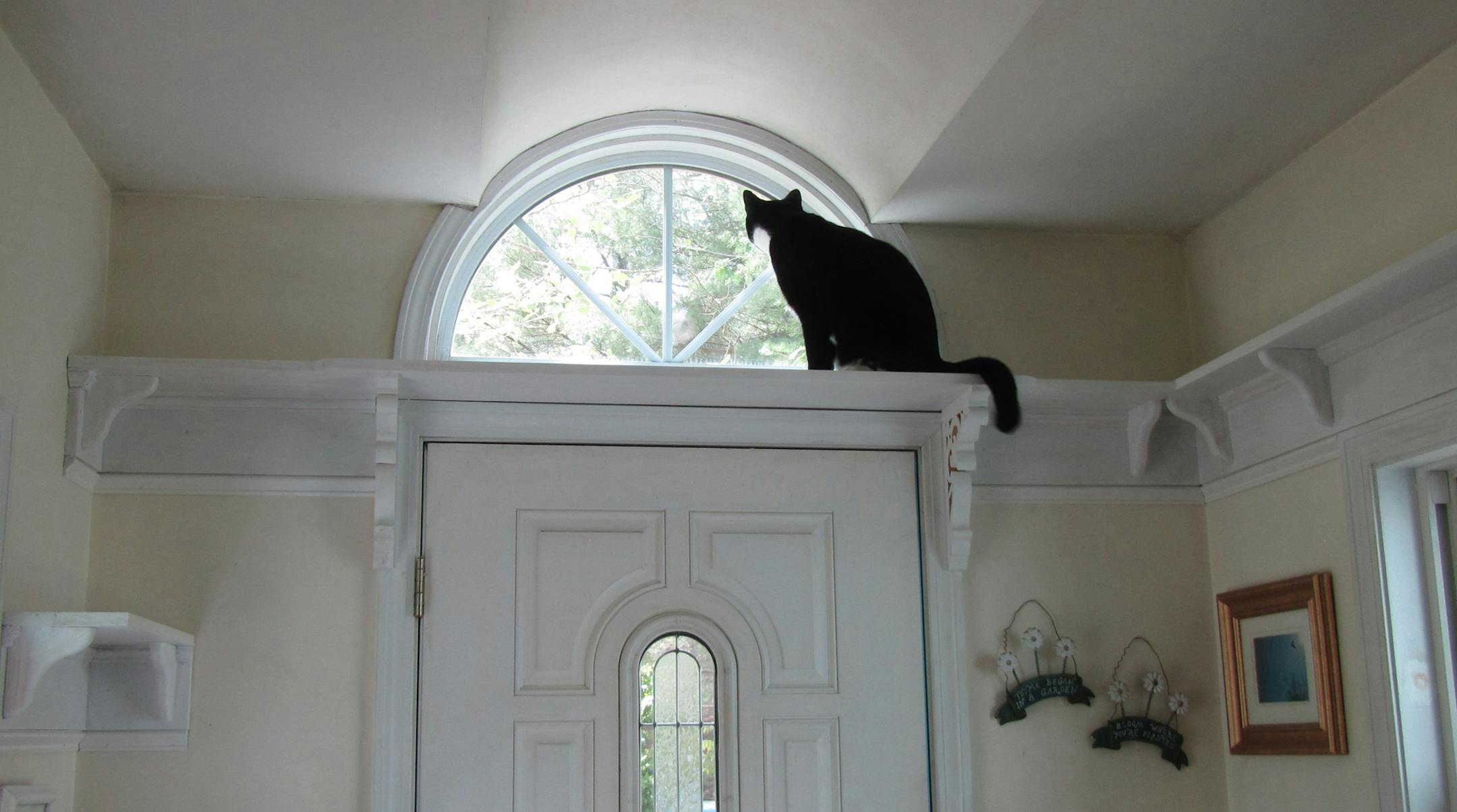 This photo provided by Tarcher Perigee shows Dash the kitten who has a space to himself, away from the homeís three dogs in the book, "Catify to Satisfy: Simple Solutions for Creating a Cat-Friendly Home by Jackson Galaxy and Kate Benjamin. Whether it's a new kitten, an older rescue or an addition to your cat family, choosing just the right gear and tweaking your home is key to keeping felines safe, sane and stimulated. (Poaulinka de Rochemont/Tarcher Perigee via AP)